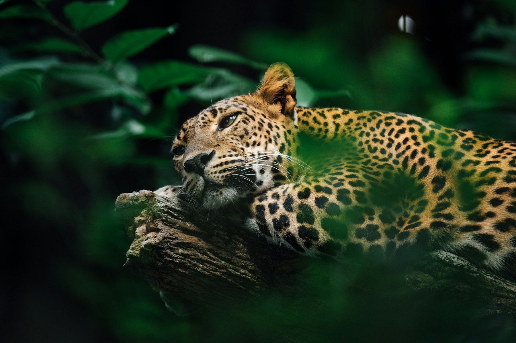 Sri Lankan leopard resting in Yala