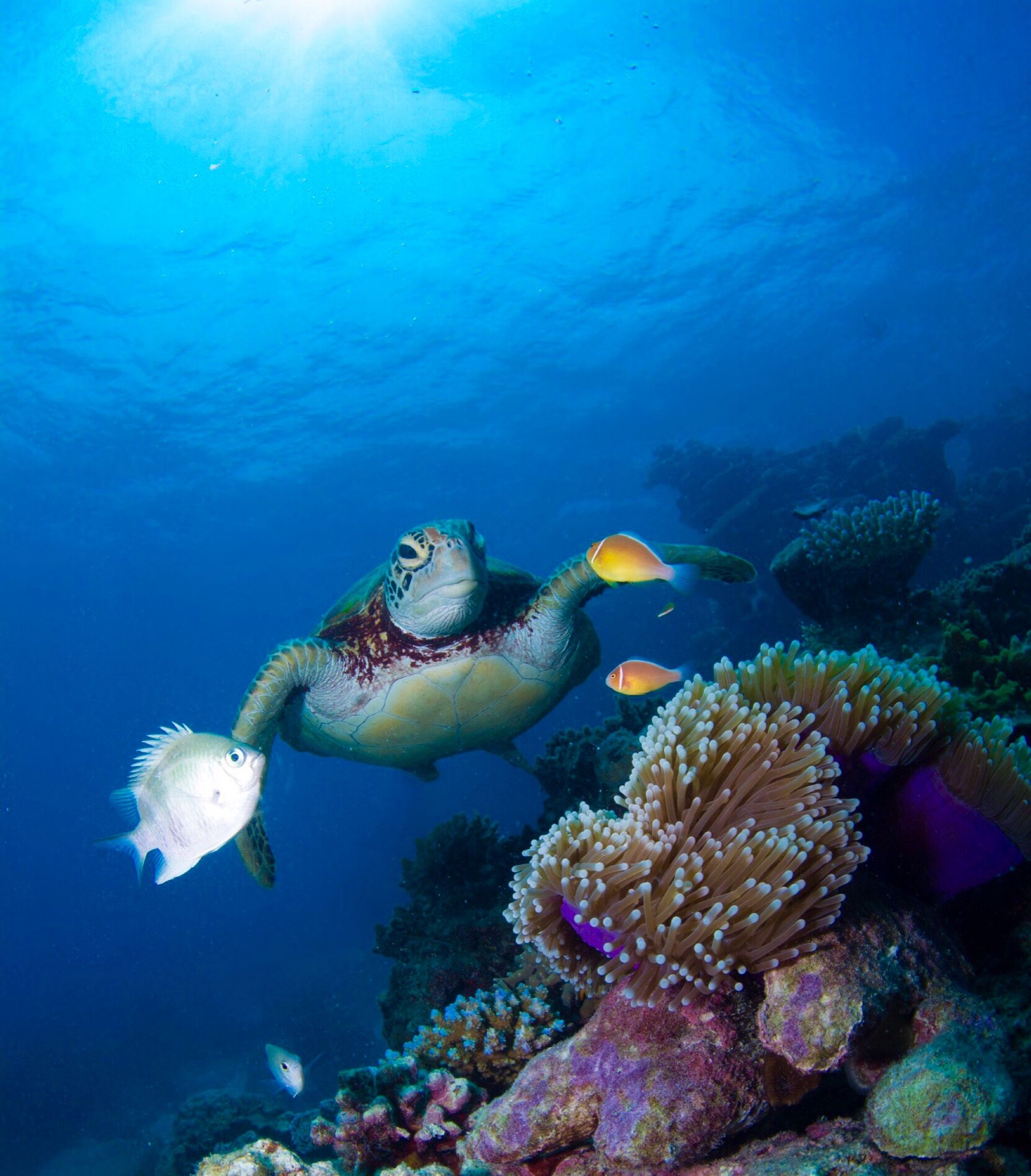 Snorkelling over a vivid coral reef with a sea turtle