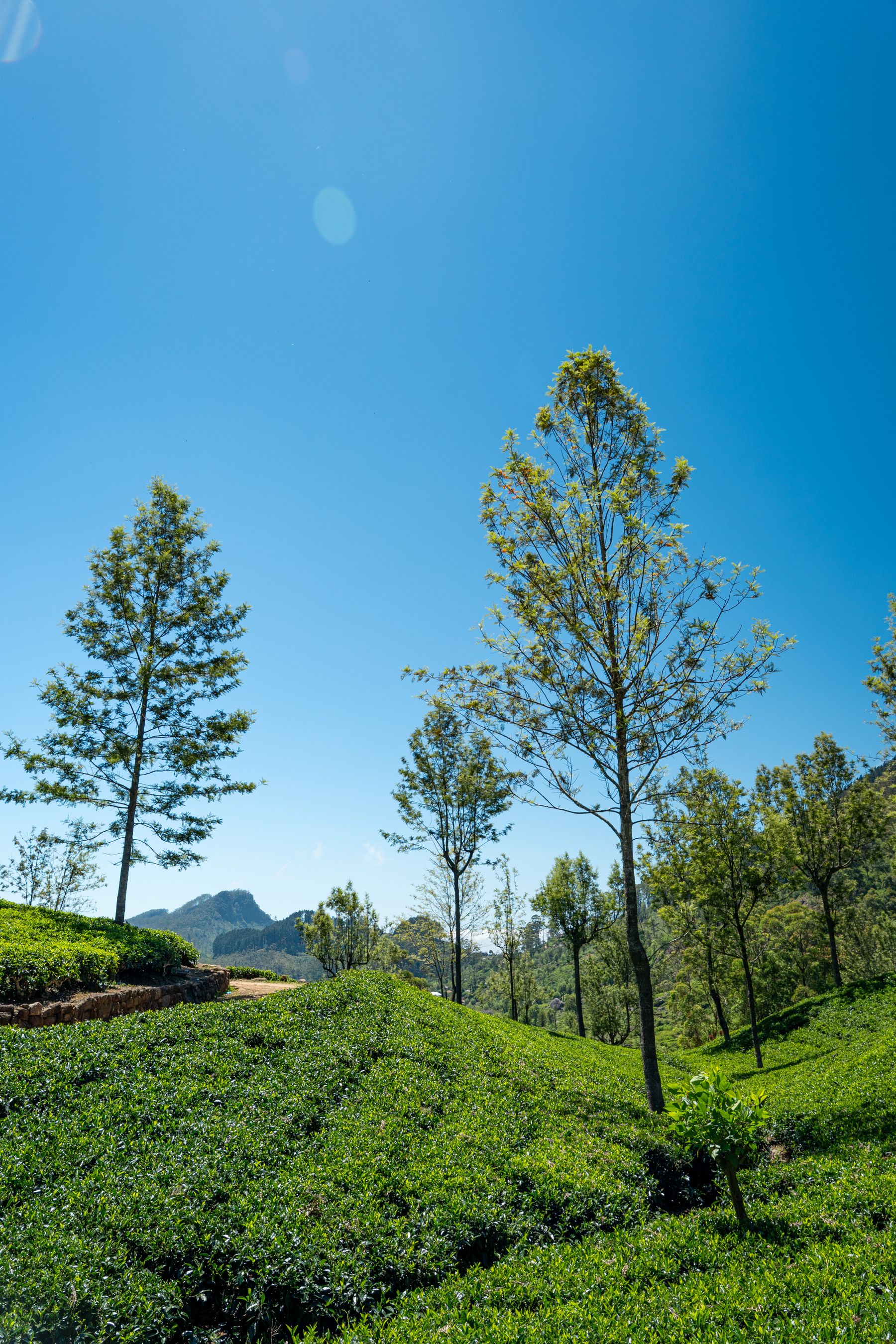 Misty tea plantation hills in the Sri Lankan highlands near Ella