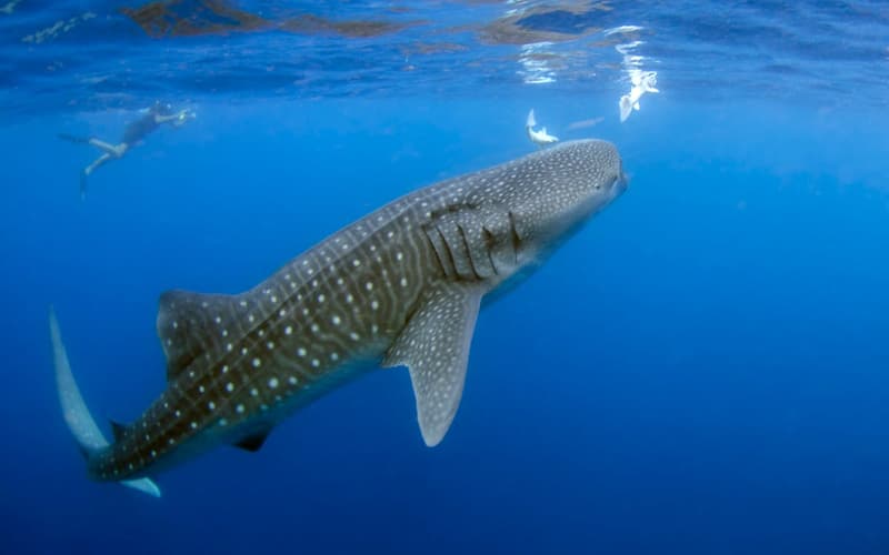 Whale Shark Snorkeling