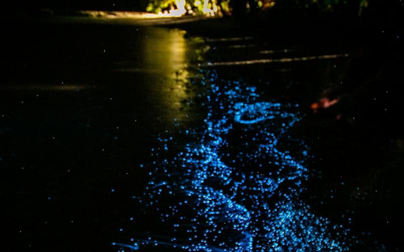 Bioluminescent Beaches