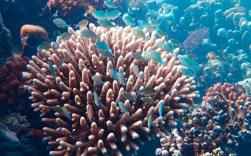 Underwater coral reef