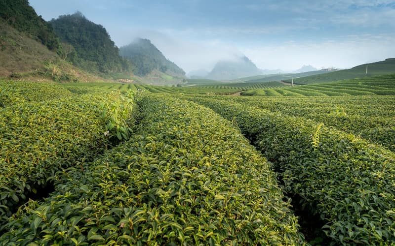 Pedro Tea Estate
