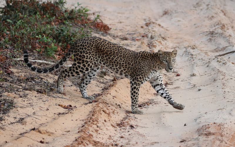 Sri Lankan leopard
