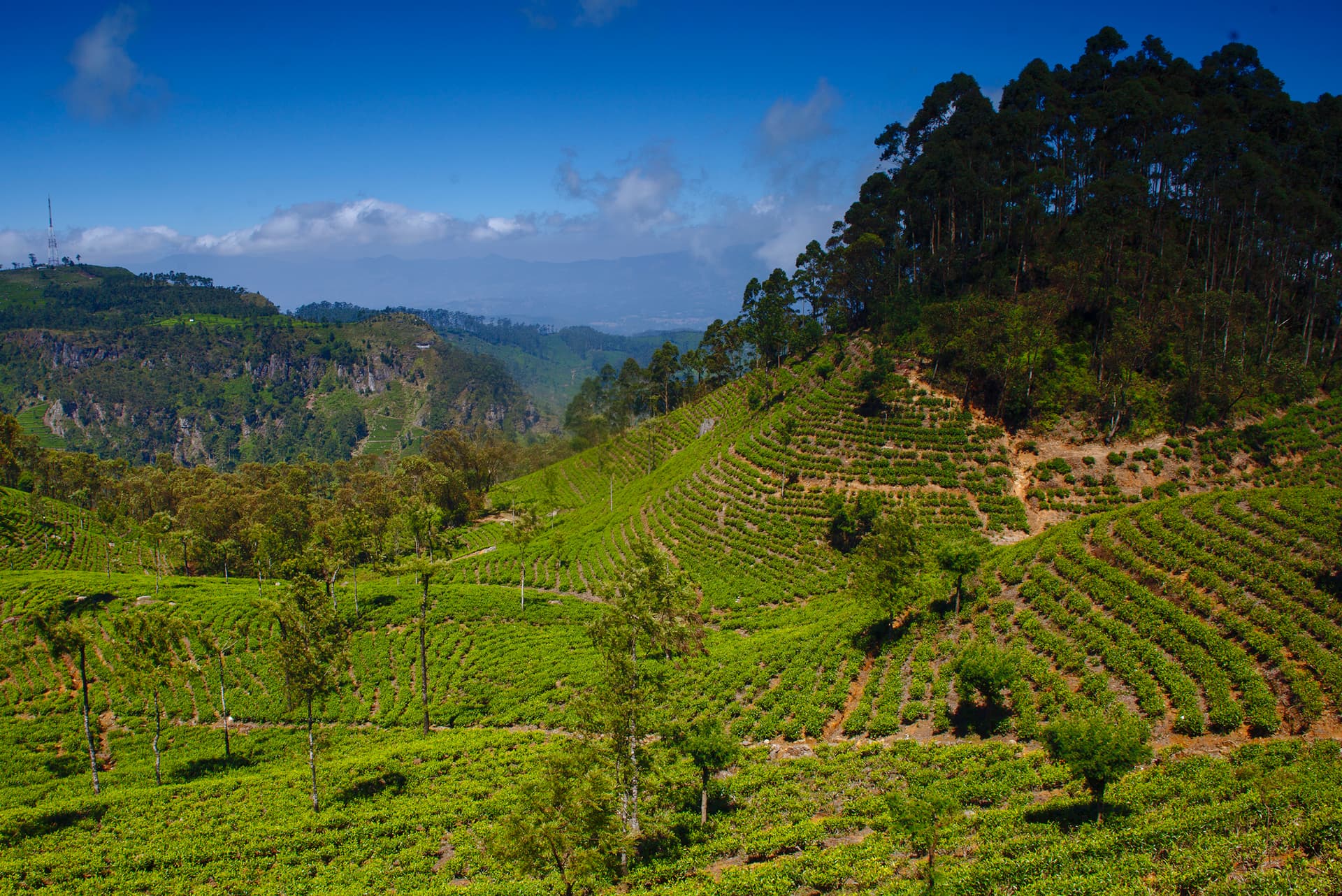 Sri Lanka Tea Country